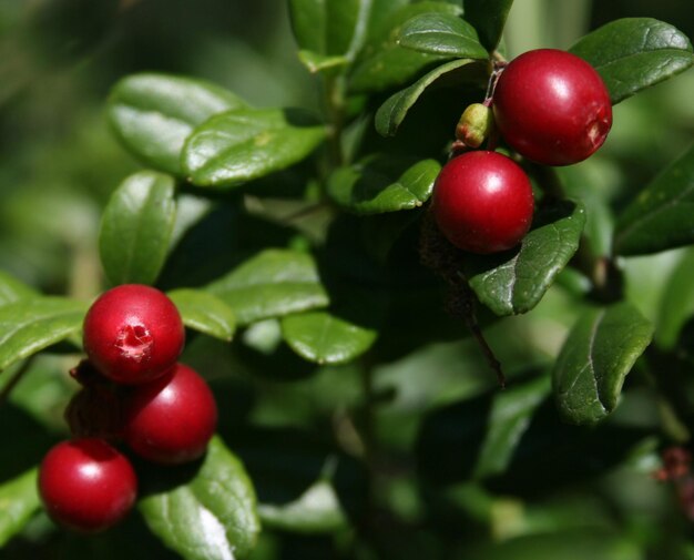 Photo close-up of berries growing on plant