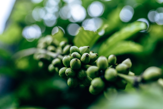 Close-up of berries growing on plant