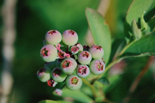 Photo close-up of berries growing on plant