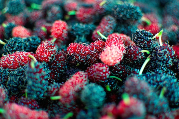 Photo close-up of berries growing on plant