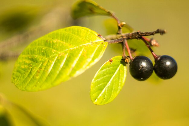 Close-up of berries growing on plant