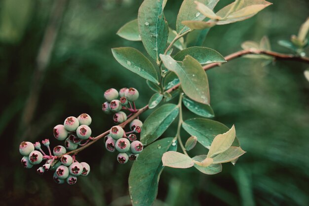 Photo close-up of berries growing on plant