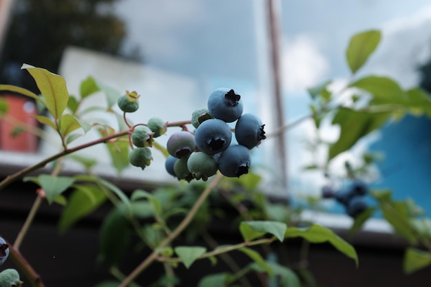 Photo close-up of berries growing on plant