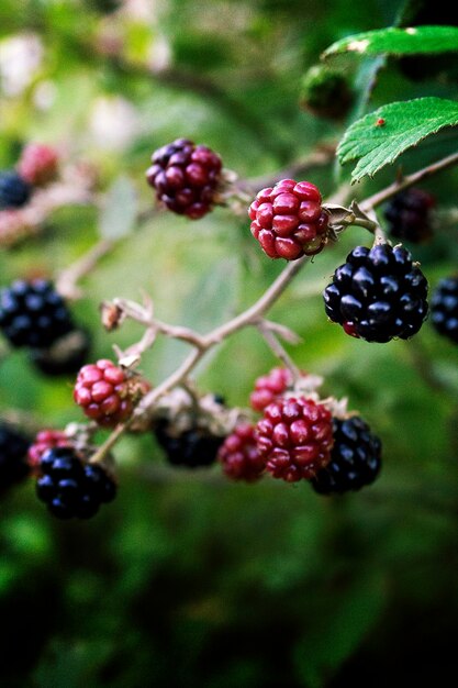 Photo close-up of berries growing on plant