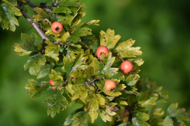 Foto close-up di bacche che crescono sui rami degli alberi