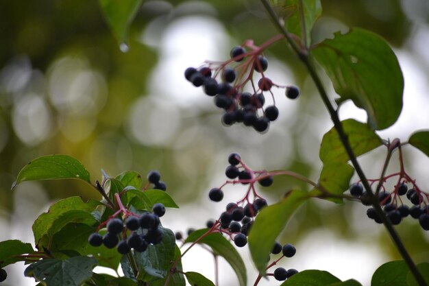 Photo close-up of berries growing on tree