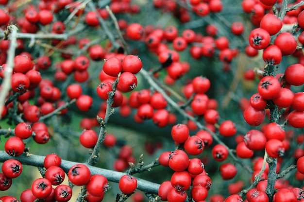 Close-up of berries growing on tree