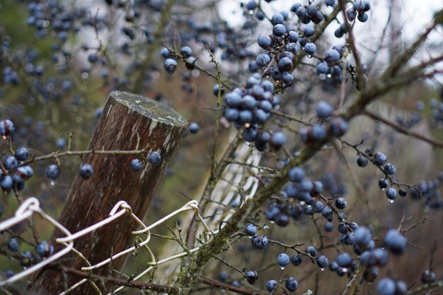 Photo close-up of berries growing on tree