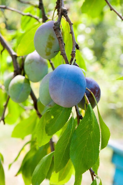 Close-up of berries growing on tree