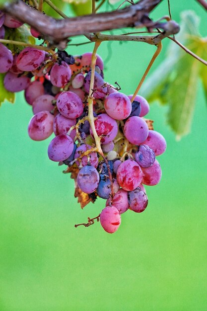 Close-up of berries growing on tree