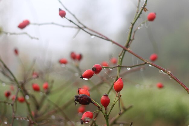 Foto close-up di bacche che crescono sull'albero