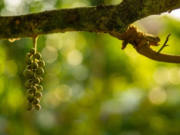 Close-up of berries growing on tree