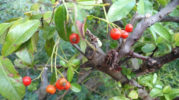 Close-up of berries growing on tree