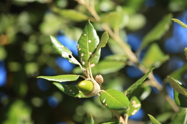 Photo close-up of berries growing on tree