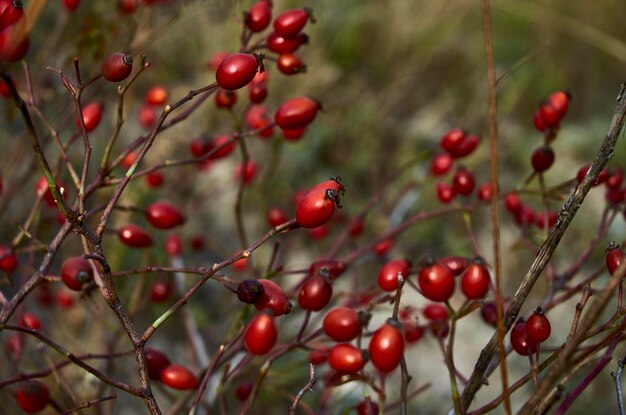 Foto close-up di bacche che crescono sull'albero