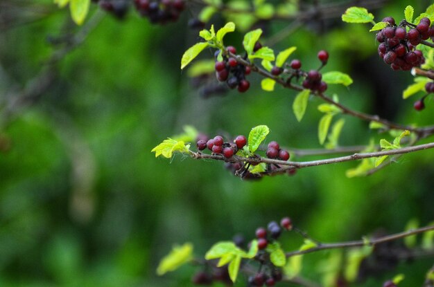 Photo close-up of berries growing on tree