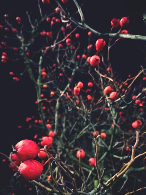 Foto close-up di bacche che crescono sull'albero