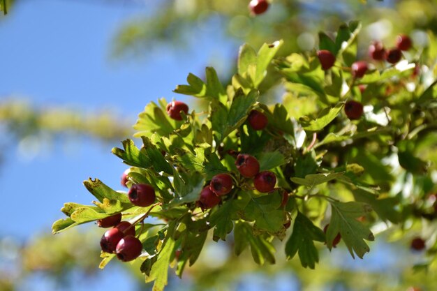 Close-up of berries growing on tree