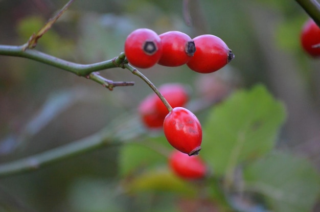 Close-up of berries growing on tree