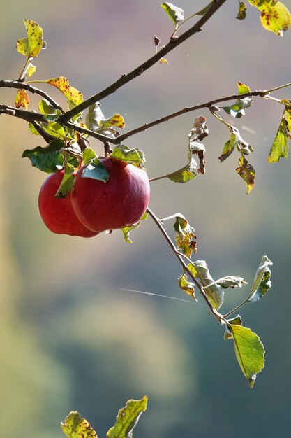 Photo close-up of berries growing on tree