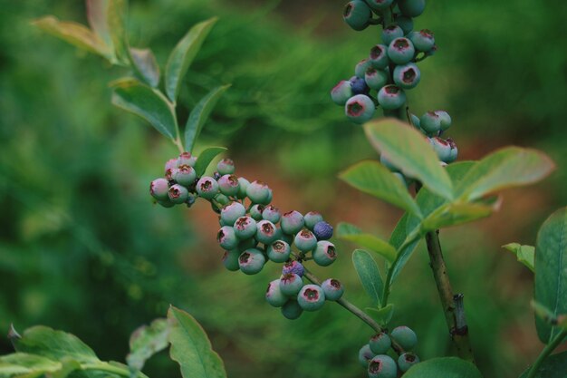 Photo close-up of berries growing on tree