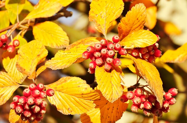 Close-up of berries growing on tree