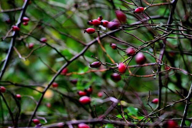 Close-up of berries growing on tree