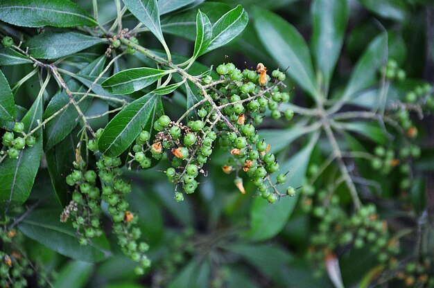 Close-up of berries growing on tree