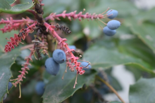 Photo close-up of berries growing on tree