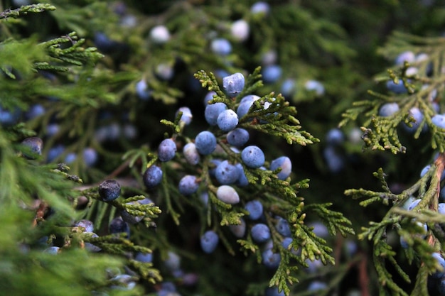 Foto close-up di bacche che crescono sull'albero