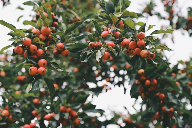 Foto close-up di bacche che crescono sull'albero