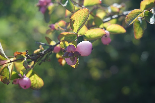 Close-up of berries growing on tree