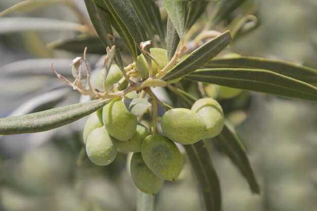 Close-up of berries growing on tree