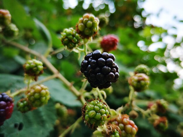 Photo close-up of berries growing on tree