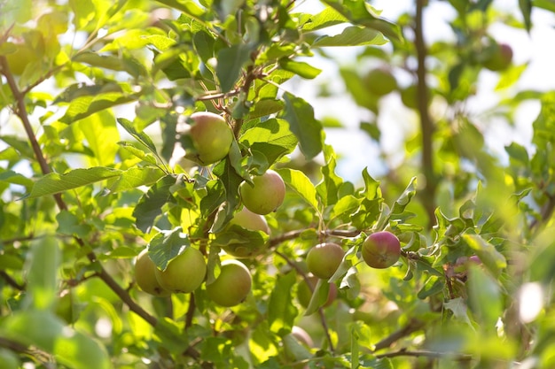 Photo close-up of berries growing on tree