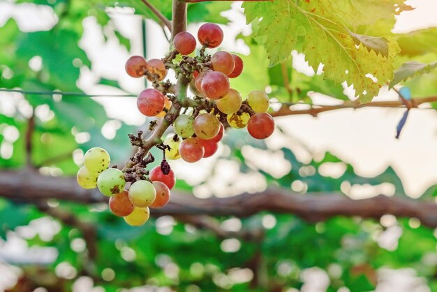 Photo close-up of berries growing on tree