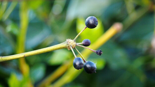 Close-up of berries growing on tree