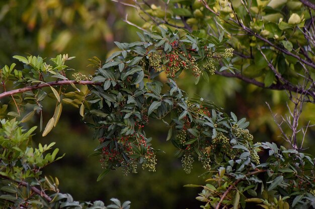 Photo close-up of berries growing on tree
