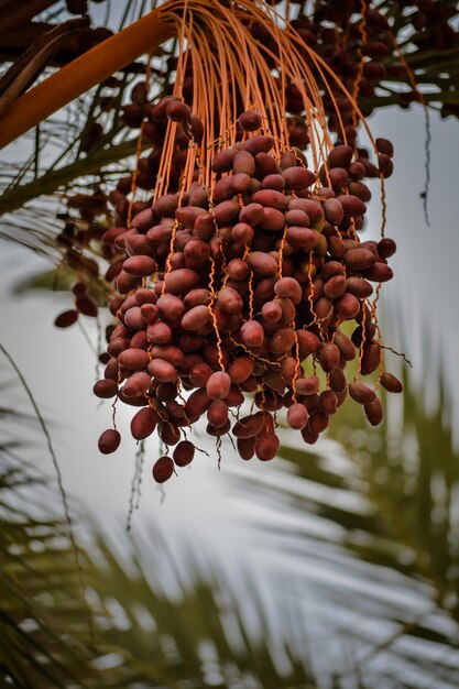 Foto close-up di bacche che crescono sull'albero