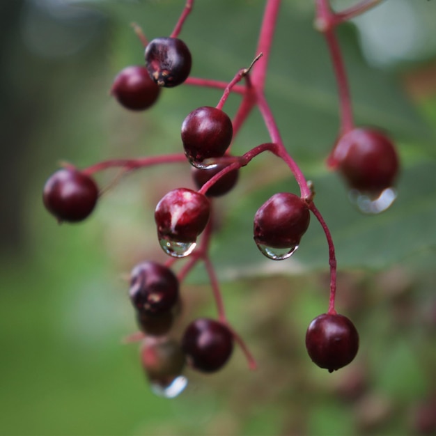 Foto close-up di bacche che crescono sull'albero