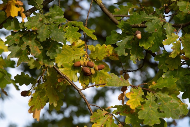 Foto close-up di bacche che crescono sull'albero