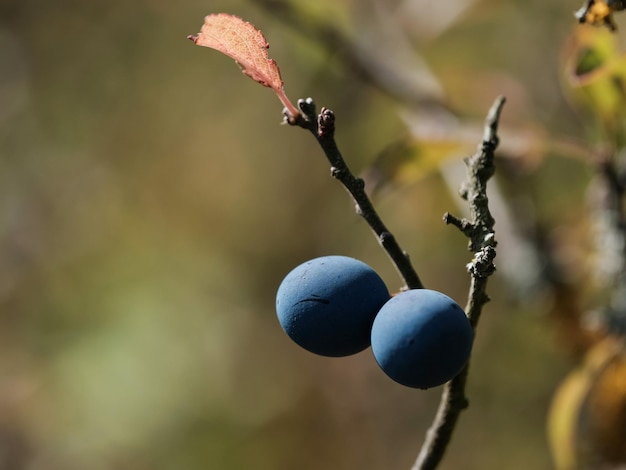 Photo close-up of berries growing on tree