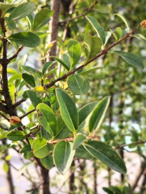 Foto close-up di bacche che crescono sull'albero