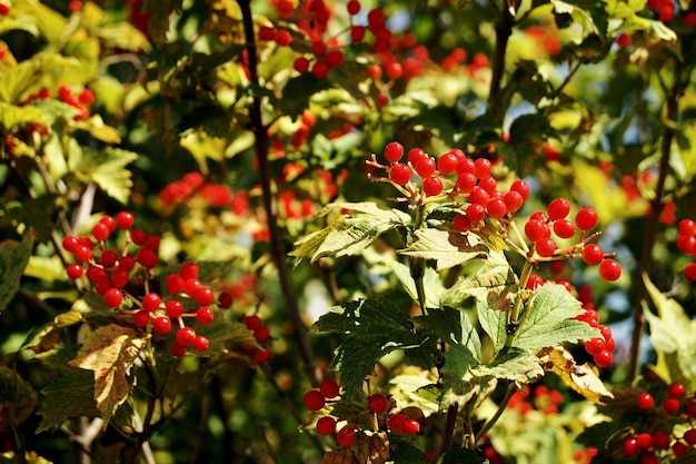 close-up of berries growing on tree