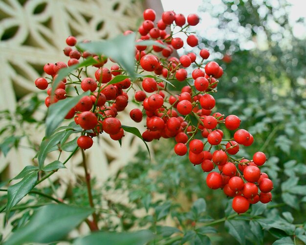 Close-up of berries growing on tree