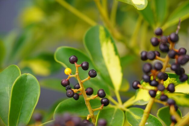 Close-up of berries growing on tree