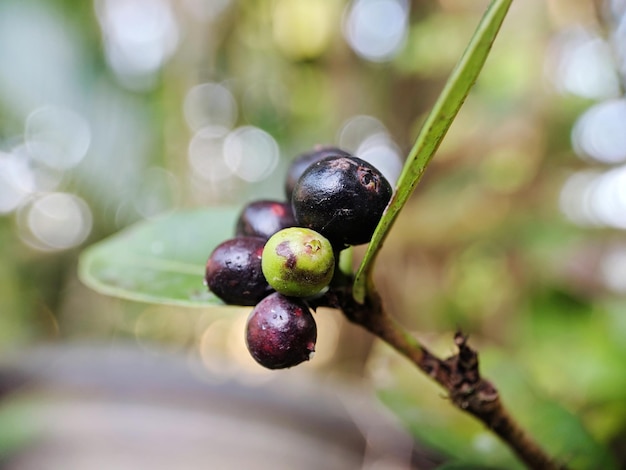 Photo close-up of berries growing on tree