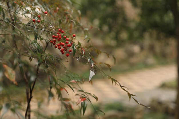 Foto close-up di bacche che crescono sull'albero