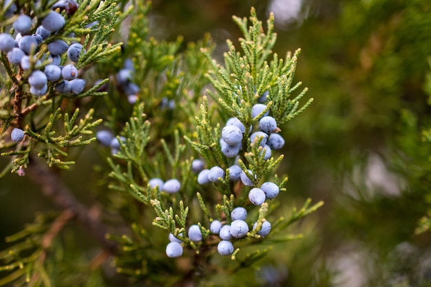 Foto close-up di bacche che crescono sull'albero