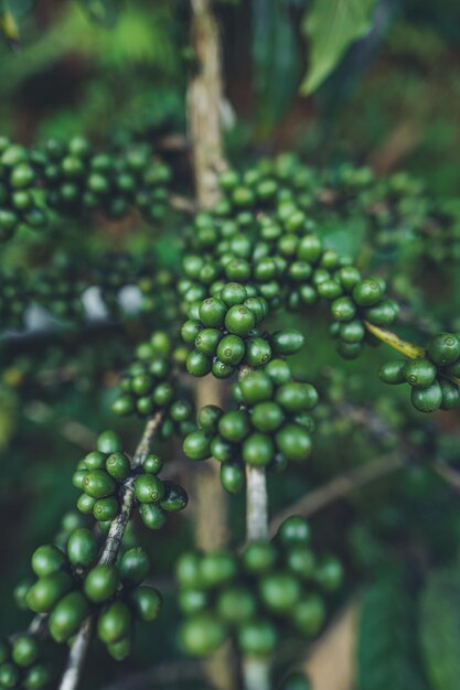 Close-up of berries growing on tree